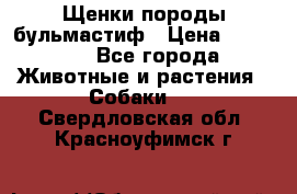 Щенки породы бульмастиф › Цена ­ 25 000 - Все города Животные и растения » Собаки   . Свердловская обл.,Красноуфимск г.